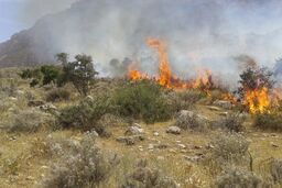 سوختن ۵۳۶ هکتار از میانکاله در آتش