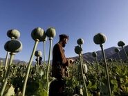 نماینده مجلس: در استانی که قبلا برنج می‌کاشتند برخی به کاشت خشخاش روی آورده‌اند