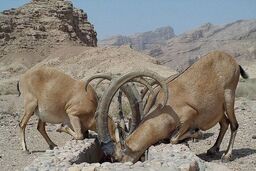 هجوم کل و بزهای کوهی به مزارع روستای کره در دنا