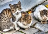 گربه‌های خوش‌بختِ خیابانی ما!