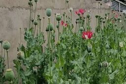 دلایل شکل‌گیری موج طنز مجازی درباره کشت خشخاش بررسی شد

