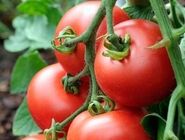 این افراد با مصرف گوجه‌فرنگی خداحافظی کنند