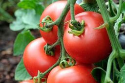 این افراد با مصرف گوجه‌فرنگی خداحافظی کنند