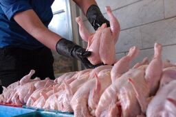 افت قیمت مرغ گرم به ۳۰۰ هزار تومان و چالش زیان تولیدکنندگان

