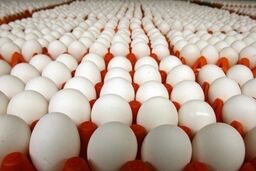 قیمت جدید تخم مرغ اعلام شد