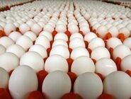 صرف چند تخم مرغ در روز مجاز است؟