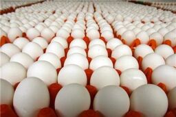 قیمت مرغ و تخم مرغ پایین‌تر از نرخ کشور!