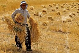 ۷۰۰ تن گندم احتکاری در دزفول کشف شد